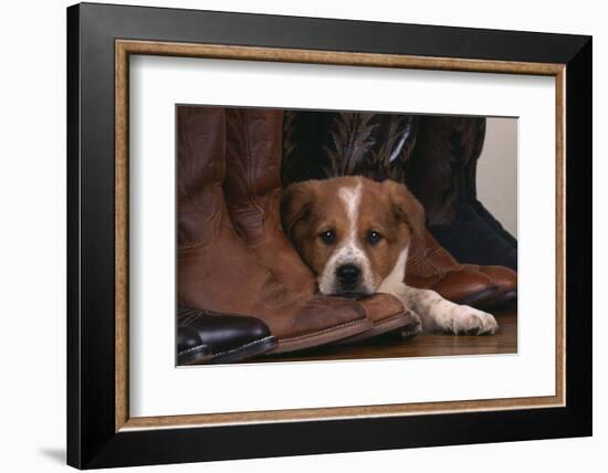 Australian Cattle Dog Puppy Lying next to Cowboy Boots-DLILLC-Framed Photographic Print