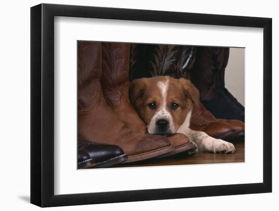 Australian Cattle Dog Puppy Lying next to Cowboy Boots-DLILLC-Framed Photographic Print