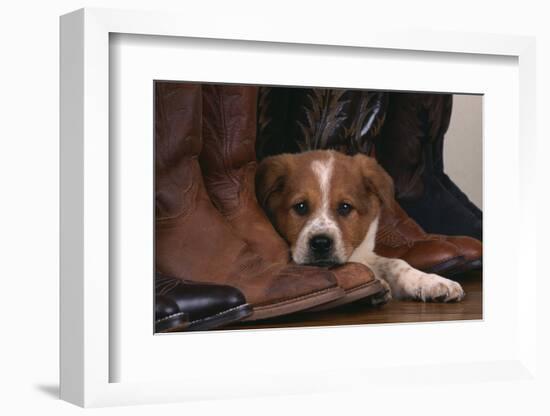 Australian Cattle Dog Puppy Lying next to Cowboy Boots-DLILLC-Framed Photographic Print