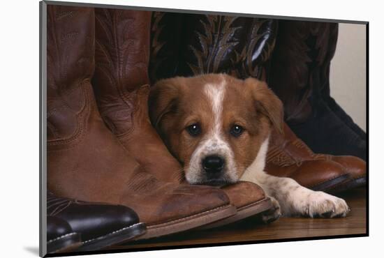 Australian Cattle Dog Puppy Lying next to Cowboy Boots-DLILLC-Mounted Photographic Print