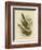 Australian Cuckoo, 1891-Gracius Broinowski-Framed Giclee Print