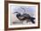 Australian Darter (Anhinga Novaehollandiae)-John Gould-Framed Giclee Print