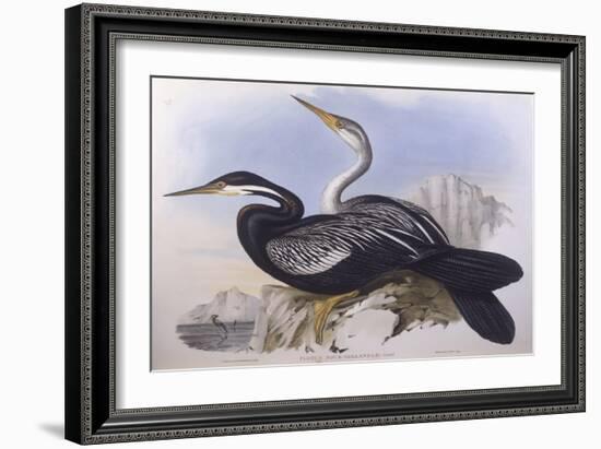 Australian Darter (Anhinga Novaehollandiae)-John Gould-Framed Giclee Print