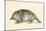 Australian Duck-Billed Platypus. Ornithorhynchus Anatinus. from the National Encyclopaedia-null-Mounted Giclee Print