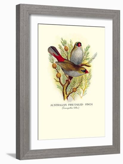 Australian Fire-Tailed Finch-Arthur G. Butler-Framed Art Print