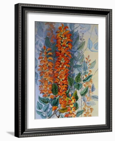 Australian Flower-Marian Ellis Rowan-Framed Giclee Print