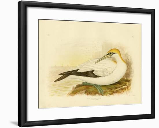 Australian Gannet, 1891-Gracius Broinowski-Framed Giclee Print