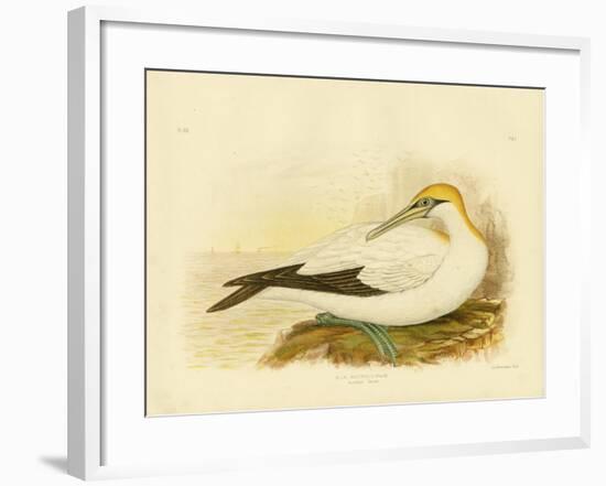 Australian Gannet, 1891-Gracius Broinowski-Framed Giclee Print