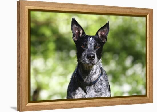 Australian Heeler 06-Bob Langrish-Framed Premier Image Canvas