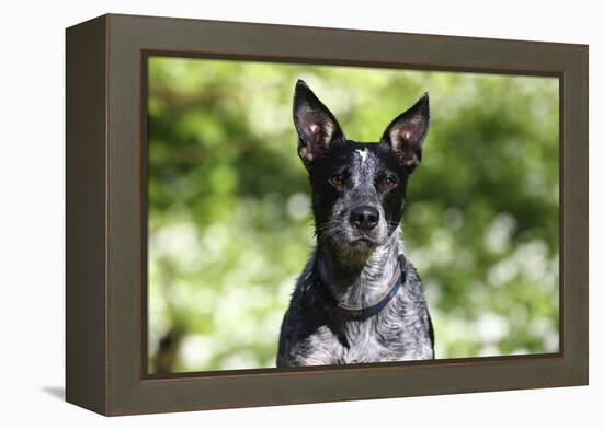 Australian Heeler 06-Bob Langrish-Framed Premier Image Canvas