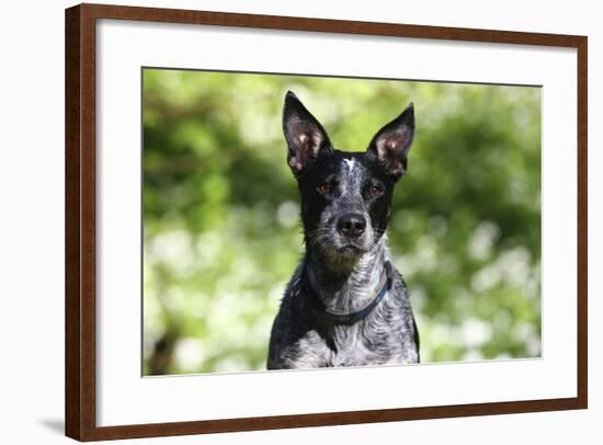 Australian Heeler 06-Bob Langrish-Framed Photographic Print