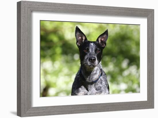 Australian Heeler 06-Bob Langrish-Framed Photographic Print