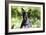 Australian Heeler 06-Bob Langrish-Framed Photographic Print