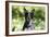 Australian Heeler 06-Bob Langrish-Framed Photographic Print