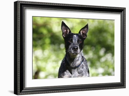 Australian Heeler 06-Bob Langrish-Framed Photographic Print