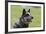 Australian Heeler 13-Bob Langrish-Framed Photographic Print