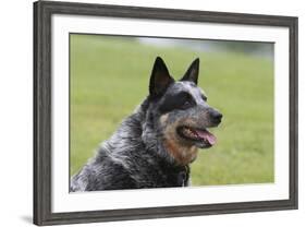 Australian Heeler 13-Bob Langrish-Framed Photographic Print