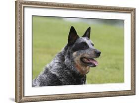 Australian Heeler 13-Bob Langrish-Framed Photographic Print
