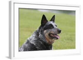 Australian Heeler 13-Bob Langrish-Framed Photographic Print
