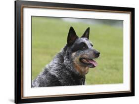 Australian Heeler 13-Bob Langrish-Framed Photographic Print