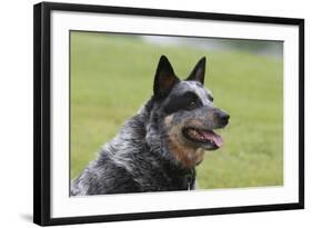 Australian Heeler 13-Bob Langrish-Framed Photographic Print