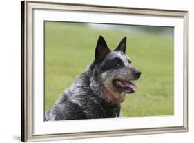 Australian Heeler 13-Bob Langrish-Framed Photographic Print