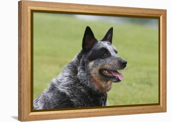 Australian Heeler 13-Bob Langrish-Framed Premier Image Canvas