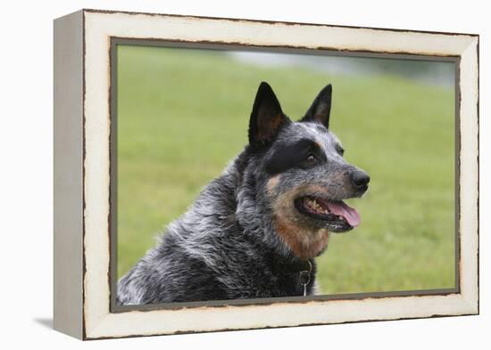 Australian Heeler 13-Bob Langrish-Framed Premier Image Canvas