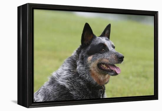 Australian Heeler 13-Bob Langrish-Framed Premier Image Canvas