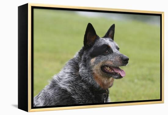 Australian Heeler 13-Bob Langrish-Framed Premier Image Canvas