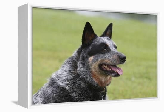 Australian Heeler 13-Bob Langrish-Framed Premier Image Canvas