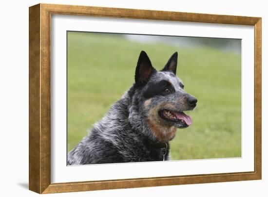 Australian Heeler 13-Bob Langrish-Framed Photographic Print