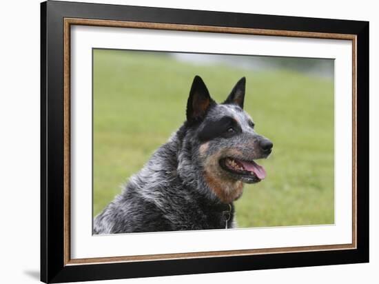 Australian Heeler 13-Bob Langrish-Framed Photographic Print