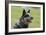 Australian Heeler 13-Bob Langrish-Framed Photographic Print