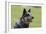 Australian Heeler 13-Bob Langrish-Framed Photographic Print