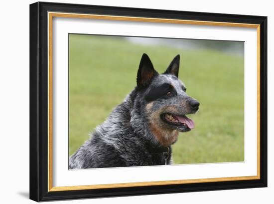 Australian Heeler 13-Bob Langrish-Framed Photographic Print