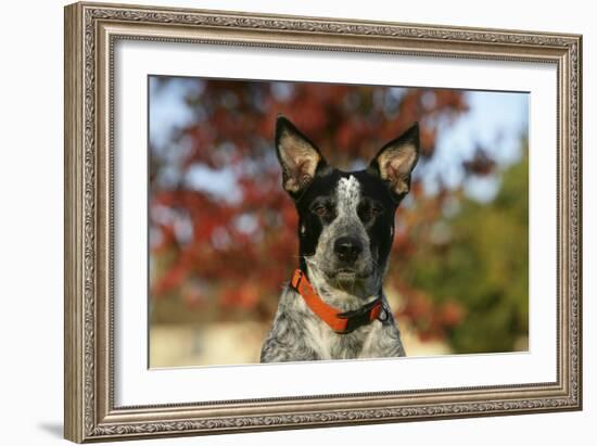 Australian Heeler 21-Bob Langrish-Framed Photographic Print