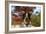 Australian Heeler 21-Bob Langrish-Framed Photographic Print