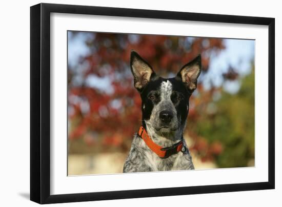 Australian Heeler 21-Bob Langrish-Framed Photographic Print