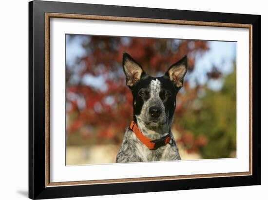 Australian Heeler 21-Bob Langrish-Framed Photographic Print