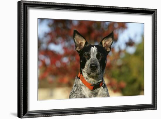 Australian Heeler 21-Bob Langrish-Framed Photographic Print