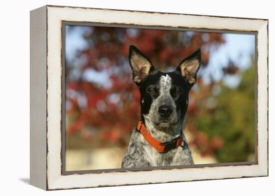 Australian Heeler 21-Bob Langrish-Framed Premier Image Canvas