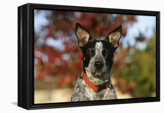 Australian Heeler 21-Bob Langrish-Framed Premier Image Canvas