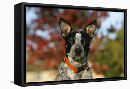 Australian Heeler 21-Bob Langrish-Framed Premier Image Canvas