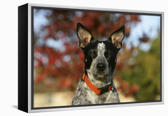 Australian Heeler 21-Bob Langrish-Framed Premier Image Canvas