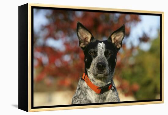 Australian Heeler 21-Bob Langrish-Framed Premier Image Canvas