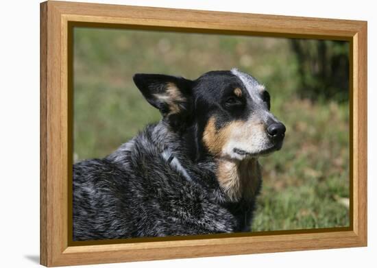 Australian Heeler 24-Bob Langrish-Framed Premier Image Canvas