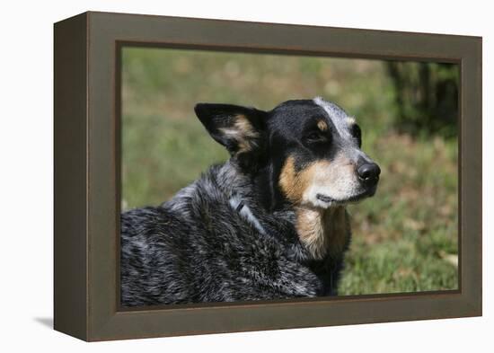 Australian Heeler 24-Bob Langrish-Framed Premier Image Canvas