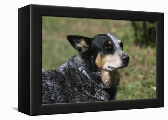 Australian Heeler 24-Bob Langrish-Framed Premier Image Canvas