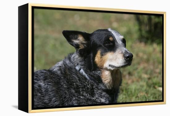 Australian Heeler 24-Bob Langrish-Framed Premier Image Canvas